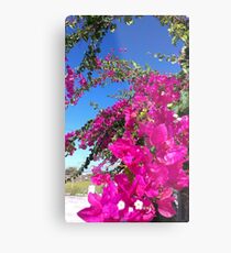 Bougainvillea - triple flower Metal Print