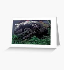 Frog Greeting Card