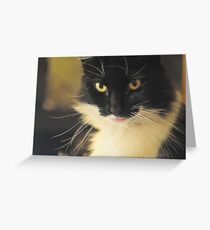 black and white cat Greeting Card