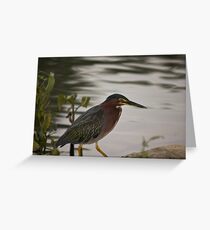 Green Heron Greeting Card