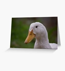 And more Ducks Greeting Card