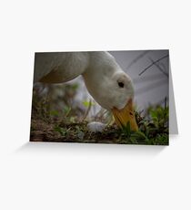 Duck Greeting Card