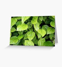 Green leaves Greeting Card