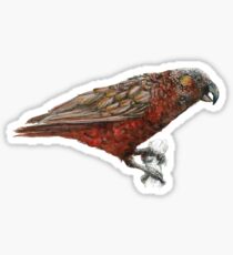 Mr Kaka, New Zealand native parrot Sticker