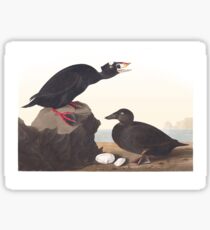 Surf Scoter - John James Audubon Sticker