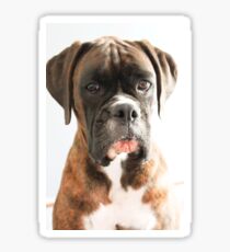 Luthien's Portrait Boxer Dogs Series- Sticker