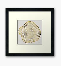 Gold Tree Rings Framed Print