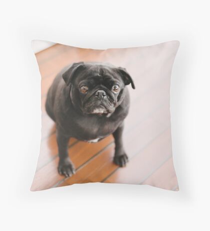 black pug pillow