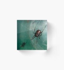 Spider Acrylic Block