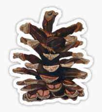 Pine Cone Drawing Sticker