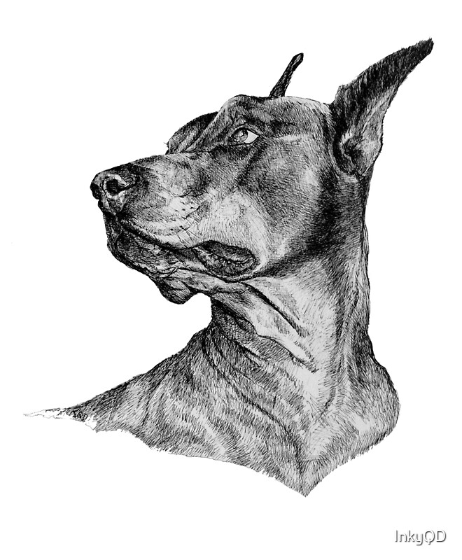 Doberman Drawing: Art Prints | Redbubble