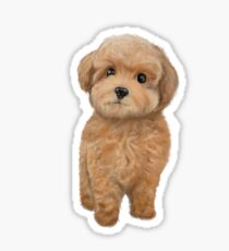 Toy poodle Sticker