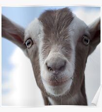 Close up Goat Poster