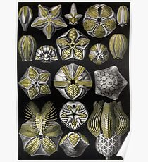 Blastoidea - Ernst Haeckel Poster