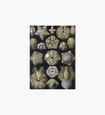 Blastoidea - Ernst Haeckel Art Board