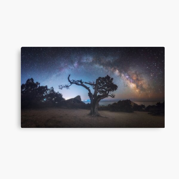 Old juniper Canvas Print