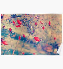 Rose hips Poster