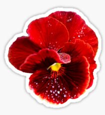 Red Pansy Sticker