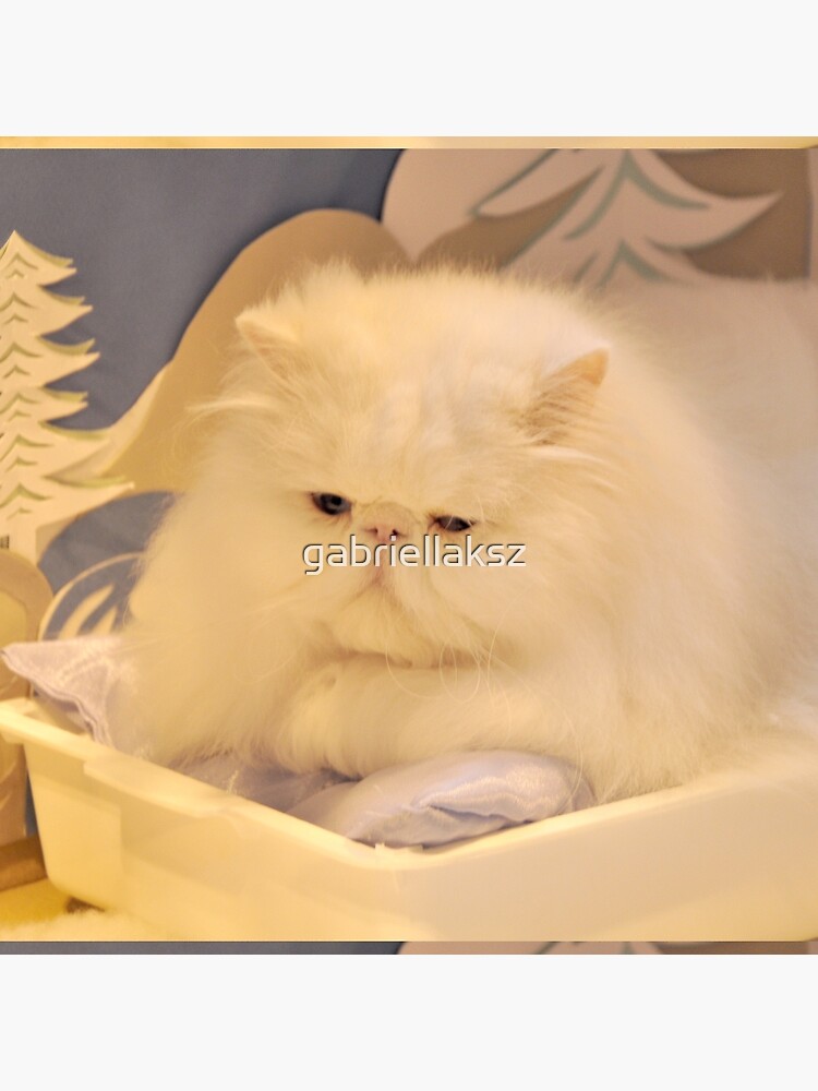 White Persian cat by gabriellaksz