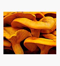 Jack-O-Lantern Mushroom Photographic Print