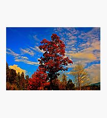 Autumn Tree Photographic Print