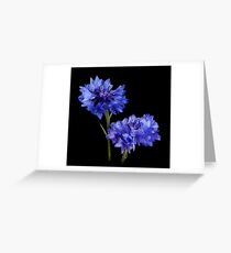Cornflowers Greeting Card