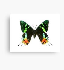 Sunset Moth Canvas Print