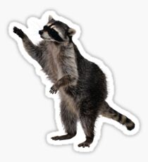 Hey, raccoon Sticker