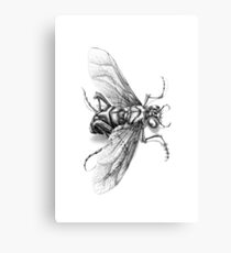 Flying Insect Canvas Print