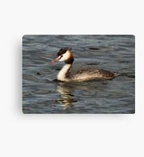 Great Crested Grebe Canvas Print