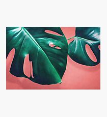 MONSTERA # 2 Photographic Print