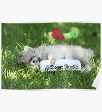 Stewie my puppy pomeranian Poster