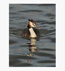 Great Crested Grebe Photographic Print