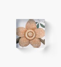 Rafflesia Arnoldii Acrylic Block