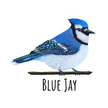 Blue Jay Sticker for Sale by mcm653