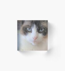 Bloque acrílico Himalayan Ragdoll