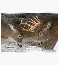 Clash of the Titans - White-tailed deer Poster