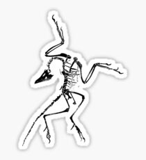 Archaeopteryx Skeleton Print Sticker