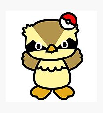 Hello Pidgey Photographic Print