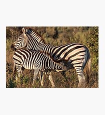 Baby Zebra Suckling Fotodruck