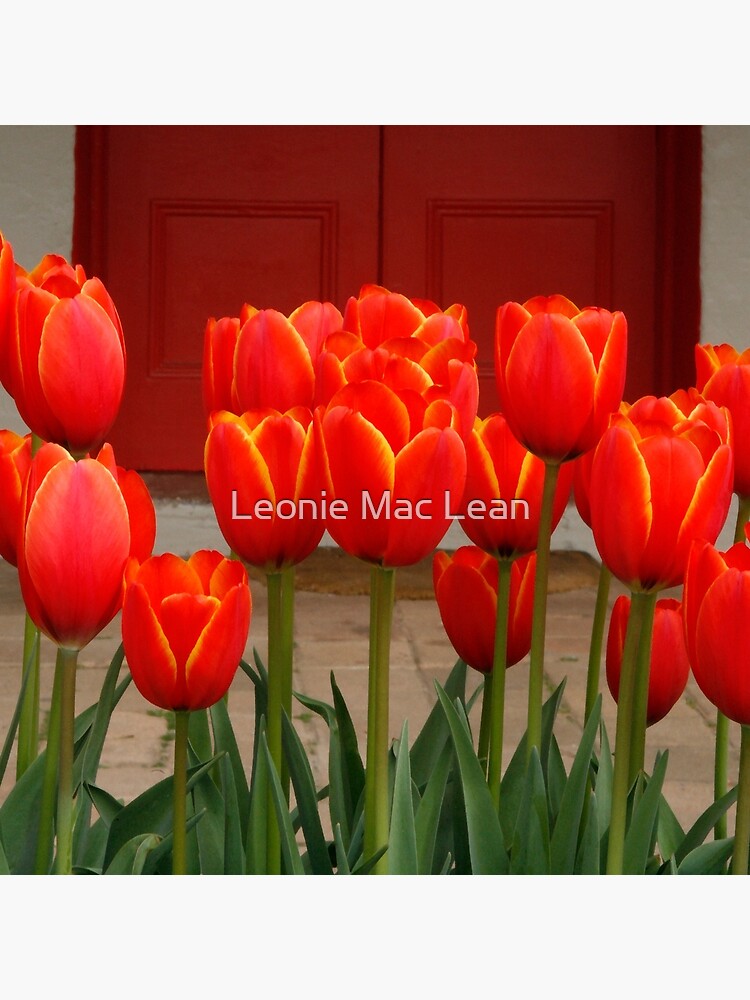 Tulips at My Door by yallmia