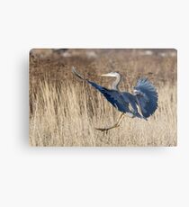 Great Blue Heron Landing Metal Print