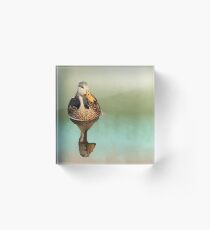 Mottled Duck Reflection Acrylic Block