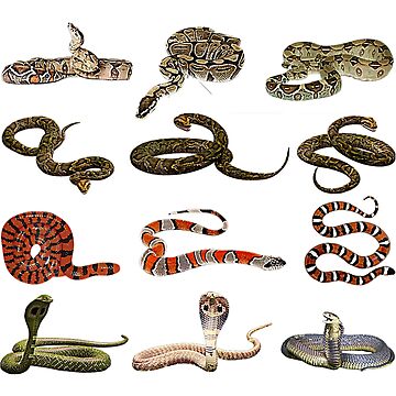  Types Of Snakes - Educational Serpent - 6 Different Snake  Pullover Hoodie : Clothing, Shoes & Jewelry