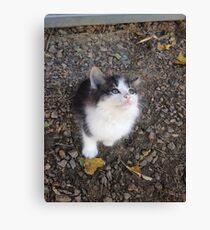 Kitten Canvas Print