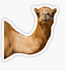 What Are You Hump To? Sticker