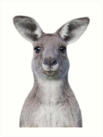 Cute Baby Kangaroo Art Prints By Krisbruuu Redbubble