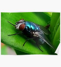 Fly : Blue Bottle Poster