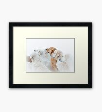 golden retrievers Framed Print