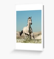beautiful stallion Greeting Card